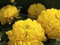 -莲湖公园