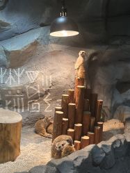 -Zoolung Zoolung动物主题公园(海信广场店)