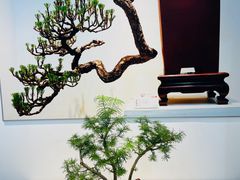 -东平国家森林公园