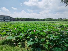 -洪湖生态旅游区