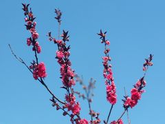 -石塘人家