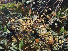 -三圣花乡旅游区