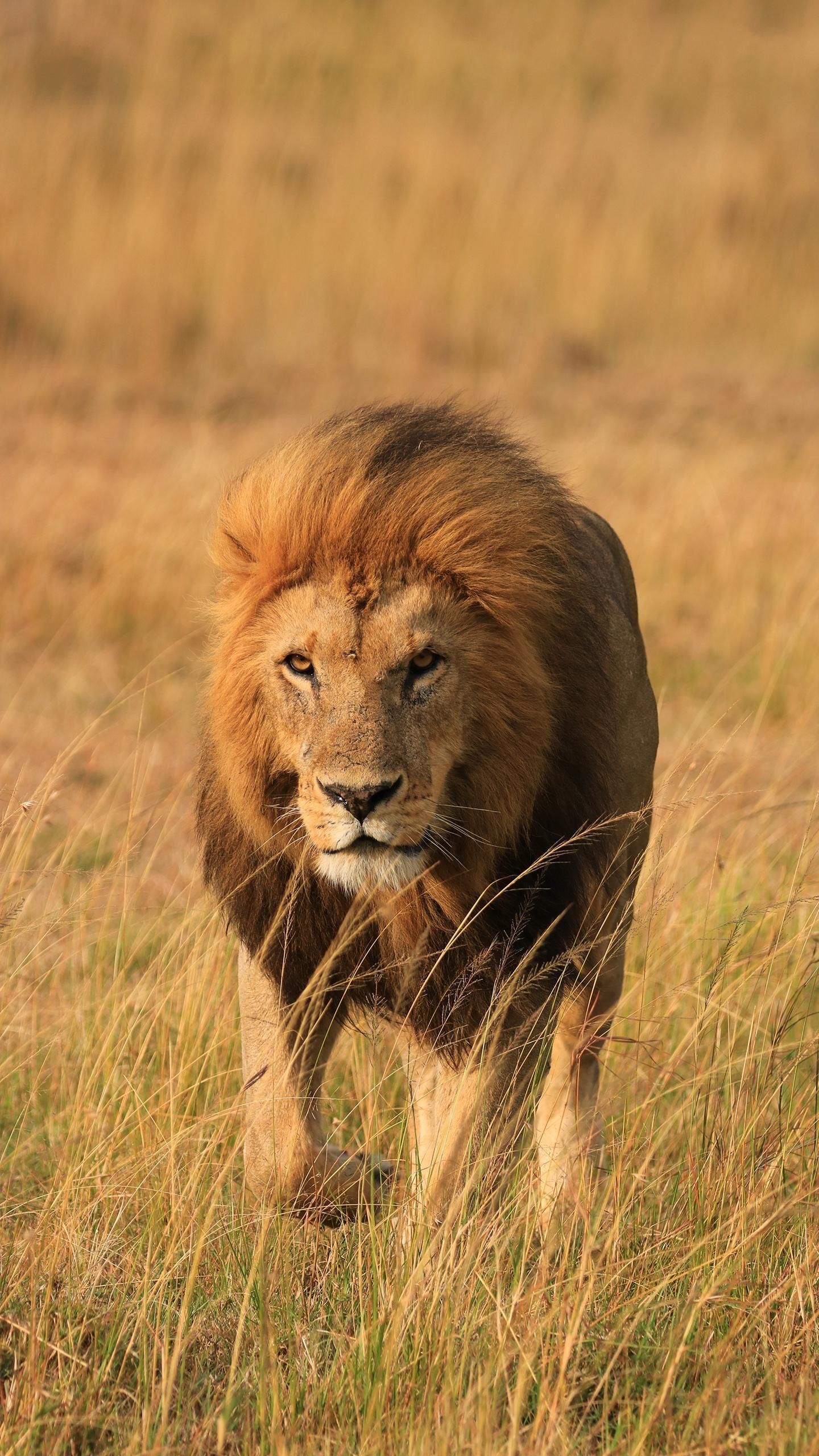 狮子王的霸气侧漏