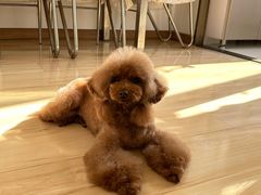 -爱派特动物医院·全科诊疗中心