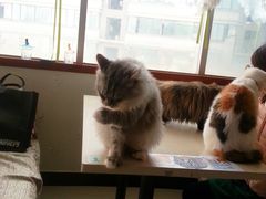 -萌喵宠狗爱心宠咖