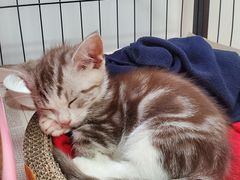 -1013 PET SHOP 宠物商店(近铁城市广场店)