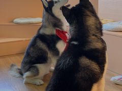 -Husky Go! 哈士奇体验馆·宠物咖啡厅狗咖