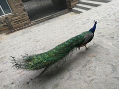 -燕塞湖鸟语林景区
