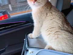 -猫十亿·布偶金渐层·曼基康矮脚猫舍(青年路店)