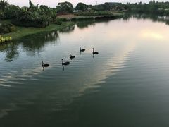 -瑶湖郊野森林公园