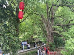 -石台牯牛降景区