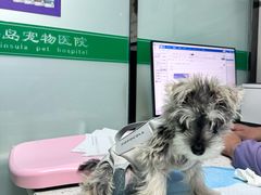 -半岛宠物医院24小时(科华中路店)