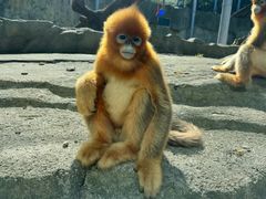 -大连森林动物园