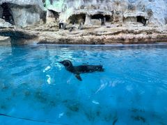 -帝企鹅自助餐厅•儿童岛•真企鹅(长隆企鹅酒店)