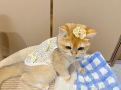-lincat·猫舍(广州店)
