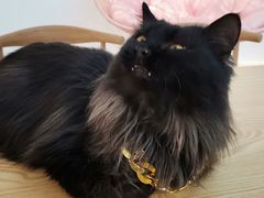 -绒爪撸猫下午茶·猫咖