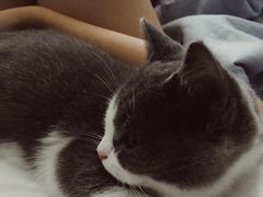 -Bastet sally猫舍购宠(静安店)