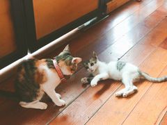 -猫的天空之城概念书店(景德镇陶溪川店)