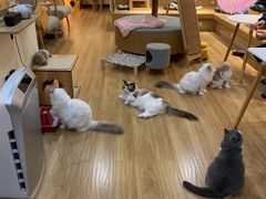 -滚猫咖啡·猫咖·猫友好撸猫(未来城店)