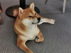 -柴源莊·柴小宠柴犬咖啡