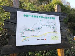 -千年银杏谷文化旅游区