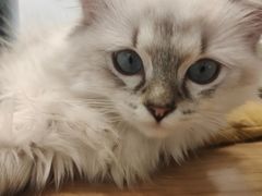 -有喵·猫咖·狗咖·30几只猫10只小狗(岗厦店)