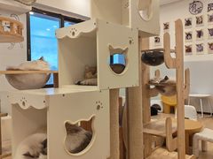 -有喵·猫咖·狗咖·30几只猫10只小狗(岗厦店)
