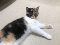 -藏猫猫咖啡主题馆(中央大道店)