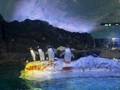 -新加坡飞禽公园