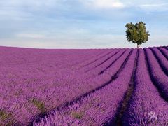 -北京东方普罗旺斯薰衣草庄园