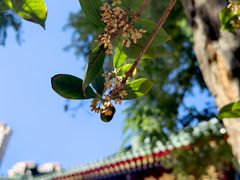 -天津大悲禅院