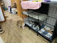 -东方名猫馆·英短金渐层布偶猫舍(环线广场1号楼店)