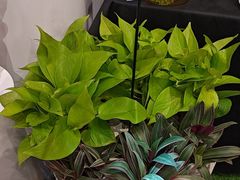 -豆豆花艺(新光天地店)