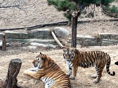 -大连森林动物园