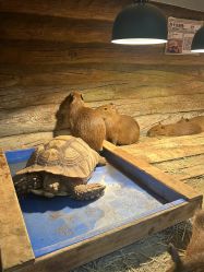 -Zoolung Zoolung动物主题公园(海信广场店)