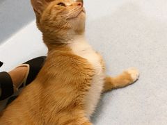 -萌兽医馆·犬猫专科·眼科中心·宠物医院(朝阳门分院)