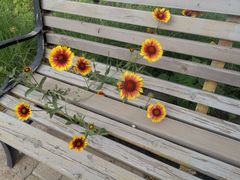 -永定河休闲森林公园