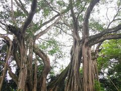 -瑞丽独树成林风景区