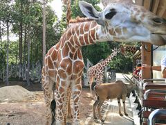 -清迈夜间动物园