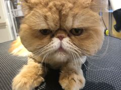 -Pets First伊珊娜洗护·精致美容·家庭式寄养(新会路店)