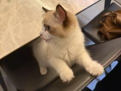 -宠颐生宠物医院·心肾内科·猫专科诊疗中心宠巢店