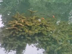 -成都市活水公园