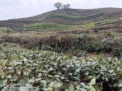-龙坞茶村