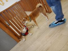 -豆柴町-柴犬主题狗咖(红鼎国际C座店)