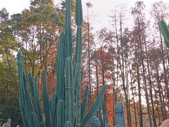 -深圳仙湖植物园