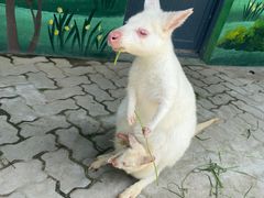 -西霞口神雕山野生动物世界