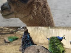 -安徽大青山野生动物世界