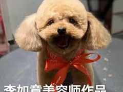 -宠物家(双井店)