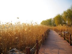 IMGP0615-北京麋鹿生态实验中心