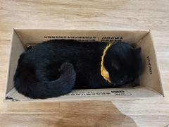 -滚猫咖啡·猫咖·猫友好撸猫(未来城店)